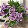 Generic semi di alstroemeria - balcone giardino decorazione perenni resistenti esotiche 50pcs