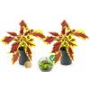 POWERS TO FLOWERS - COLEUS FOGLIA VERDE- ROSSA, 2 PIANTE, MICRO IDEALE PER TERRARIUM, pianta vera