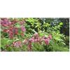 Seeds & Plants Shop by Ipsa Pezzi - 10x Robinia Hispida Var. Fertilis Borstige Robinia Giardino Piante Seme ID1552 - Seeds & Plants Shop by Ipsa