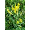 Mondo Ape Semi Fiori per Api - Sementi Mellifere per Api - 1 kg - Semi per Apicoltura - Semi per Fiori Melliferi Meliloto Giallo