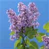 le Georgiche Vivai le Georgiche - Pianta vera di Syringa vulgaris Lillà comune - vaso Ø 20 cm