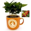 POWERS TO FLOWERS - COFFEA ARABICA, PIANTA DEL CAFFE', TAZZA IN CERAMICA ARANCIO, Pianta da Interno, Pianta Vera