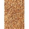 Generico Grano Duro in Chicchi 1Kg - Origine Sicilia - Coltivazione Propria - Essiccatura Naturale - Pulito e Selezionato a Mano