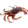 Abaodam Granchio Realistico in Plastica a Forma di Granchio Rosso, Giocattolo Educativo la Cognizione e Sviluppare L'intelligenza, Decorazione per Casa a Tema Animale