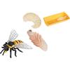 WEKAMOS Riproduzione del Ciclo Vitale Dell'ape Giocattolo Educativo in Plastica, Set 4 Pezzi per Bambini per Migliorare la Cognizione il Pensiero
