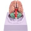 Trrymbbe Modello cerebrale Modello di 8 parti del cervello umano con 32 identificatori digitali Dimensioni della vita Anatomia umana per lo studio di classe Science Disposizione di insegnamento dell'anatomia