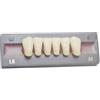 Tout Dentaire - Denti artificiali, Incisivi Inferiori (6 denti)