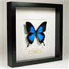 De Museumwinkel.com Papilio Ulysses - Farfalla di Ulisse - Vera Farfalla di Tassidermia Montato sotto Vetro in Cornice di Legno Nera Fatta a Mano