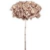 Zelda Bomboniere Ortensia Annabelle Pz 1 Essiccata Naturale Decorazioni Composizione Floreale (Nocciola)