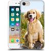 Head Case Designs Cucciolo di Golden Retriever Razze Famose di Cani Custodia Cover Dura per Parte Posteriore Compatibile con Apple iPhone 7/8 / SE 2020 & 2022
