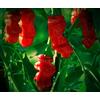 Generic 10 semi di peperoncino semi di pene Peter Pepper - Capsicum Annuum - Peperoncino