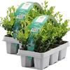 GardenersDream 12X Ilex Crenata 'Jenny' - Piante da siepe sempreverdi resistenti e a bassa manutenzione - Arbusti per tutto l'anno per bordure e arte topiaria
