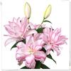 Generic Bulbi lilium,Je colori brillanti sono éléganti e carini,Tenace-2,2Bulbis