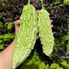 Generic melone amaro semi di Momordica charantia rampicanti esotiche semi di biologici, varietà antiche resistenti in vaso Aiule rialzate per il giardino da 10semi