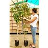 POWERS TO FLOWERS - VITE AMERICANA RAMPICANTE ROSSA, PARTHENOCISSUS QUINQUEIFOLIA, ALTEZZA 160CM, 2 PIANTE, PIANTE DI 4 ANNI, Piante Vere
