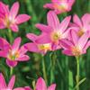 MHTSNW Lampadine Profumate,Bulbi Di Giglio Di Pioggia,Fiori Decorativi,Naturale, Salutare,Purificazione Dell'Aria,Lungo Periodo Di Fioritura-15 Bulbi-E