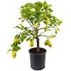 BuyStar Pianta Agrumi Albero di Limone Lunario 4 Stagioni da Terrazzo