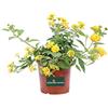eGarden.store Pianta di Lantana Sellowiana pianta da esterno pianta da fiore di Lantana Sellowiana pianta ornamentale pianta vera di Lantana venduta da eGarden.store (Giallo)
