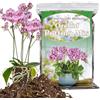 HOUNANG Miscela per invasatura di orchidee per rinvaso, miscela di muschio e corteccia di pino, torba di cocco e perlite, miscela di corteccia di orchidea, buon drenaggio - 1QT