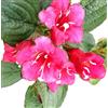 Generisch Weigela Wegelie Bristol Ruby, arbusto ornamentale rosso rubino fiorito, 60-80 cm, resistente all'inverno