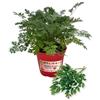 P. Piantine da Orto | Levistico, Pianta in Vaso Diametro 14 cm, Pianta Pronta per il Trapianto, Pianta Vera da Esterno, Piantina Aromatica per Balcone o Terrazzo, Vivaio Italiano