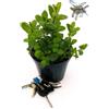 POWERS TO FLOWERS - MENTA MOJTO BIO, VASO 14CM, pianta vera