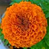 Generic N SOUCI AZTÈQUE - Tagetes Erecta Double Tall Arancio Brillante - 300 GRANI