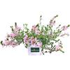 eGarden.store Pianta di Scaevola Pianta di Scevola pianta ornamentale pendente pianta vera pianta da esterno tappezzante pianta da fiore vari colori venduta da eGarden.store (Rosa)