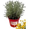 P. Piantine da Orto | Santolina, Pianta in Vaso Diametro 14 cm, Pianta Pronta per il Trapianto, Pianta Vera da Esterno, Vivaio Italiano