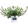 eGarden.store Pianta di Scaevola Pianta di Scevola pianta ornamentale pendente pianta vera pianta da esterno tappezzante pianta da fiore vari colori venduta da eGarden.store (Bianco)