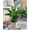 Generic 1 PIANTA DI SPATHIPHYLLUM VIVALDI BIANCO VASO 17CM SPATIFILLO PIANTA DA APPARTAMENTO
