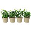 Flowerbox Set di 4 edera comune - Pianta d'appartamento facile da pulire, Hedera Helix, altezza ca. 15 cm, diametro vaso 9 cm