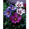 Generic 100-SEMI -Hibiscus syriacus IN MIX:Semi
