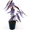 POWERS TO FLOWERS - BEGONIA MACULATA COLOR LIFE VIOLA, pianta vera