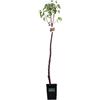eGarden.store Pianta di albicocca Albero di albicocca Pianta da frutto di albicocca in vaso Albero da frutto di albicocche età 2 anni Pianta vera venduta da eGarden.store (Rossa di Maggio)