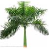 SVI Royal Palm Tropical 25 semi Roystonea Regia nuovo seme