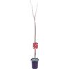 eGarden.store pianta di ciliegia albero di ciliegio pianta di ciliegie albero di ciliegie età 2 anni già innestate albero di frutto vero venduto da eGarden.store (Sunburst)