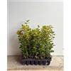 Vivai Decandia Giovanni 3 x PIANTA di LECCIO 'QUERCUS ILEX'