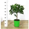 POWERS TO FLOWERS - LIME, LIMA VERDE, IDEALE PER MOJTO, LIMONE MOJTO, pianta vera