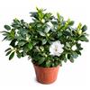 Generico Azalea da Esterno in Vaso 18cm | Pianta Sempreverde Acidofila Prodotte in Italia | Fioritura Febbraio-Maggio |Altezza 45 cm | Vaso Riciclato (Rosa fiore doppio)