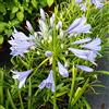 Azienda Agricola Tempesti Stefania Agapanthus Africanus Blu, 2 piante alte 40/60 cm, vaso Ø18