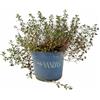 VANDAS Timo Comune - Pianta Aromatica Perenne | Ideale per Cucina e Orto | Fioritura Estiva Bianca/Lilla | Made in Italy