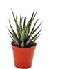 exotenherz Haworthia fasciata - piccola pianta in vaso da 5,5 cm