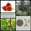 Generic 20+ Red Tamarillo Seeds (Solanum betaceum 'Red') Albero di pomodoro commestibili in rapida crescita:Seeds