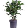 eGarden.store Pianta di Camelia Pianta vera di Camelia Pianta da esterno di Camelia pianta ornamentale venduta da eGarden.store (Japonica Black Lace v.15 cm)