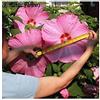 Generic Portal Cool 25 x Big F1 Blossom Hibiscus MOSCHEutos Seeds - # 282: Package Contain Seeds
