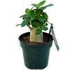 VANDAS Adenium Ansu Baobab - Pianta Ornamentale da Interno/Esterno | Tronco Rigonato & Fiori Cerosi | Made in Italy