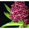 POWERS TO FLOWERS - HOYA WAYETII VARIEGATA TRICOLOR, vaso 12cm diametro, pianta vera
