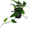 Exotenherz - Epipremnum pinnatum Cebu Blue - Ederata blu-verde - Vaso da 12 cm