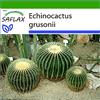 SAFLAX - Cuscino della suocera - 40 semi - Con substrato - Echinocactus grusonii